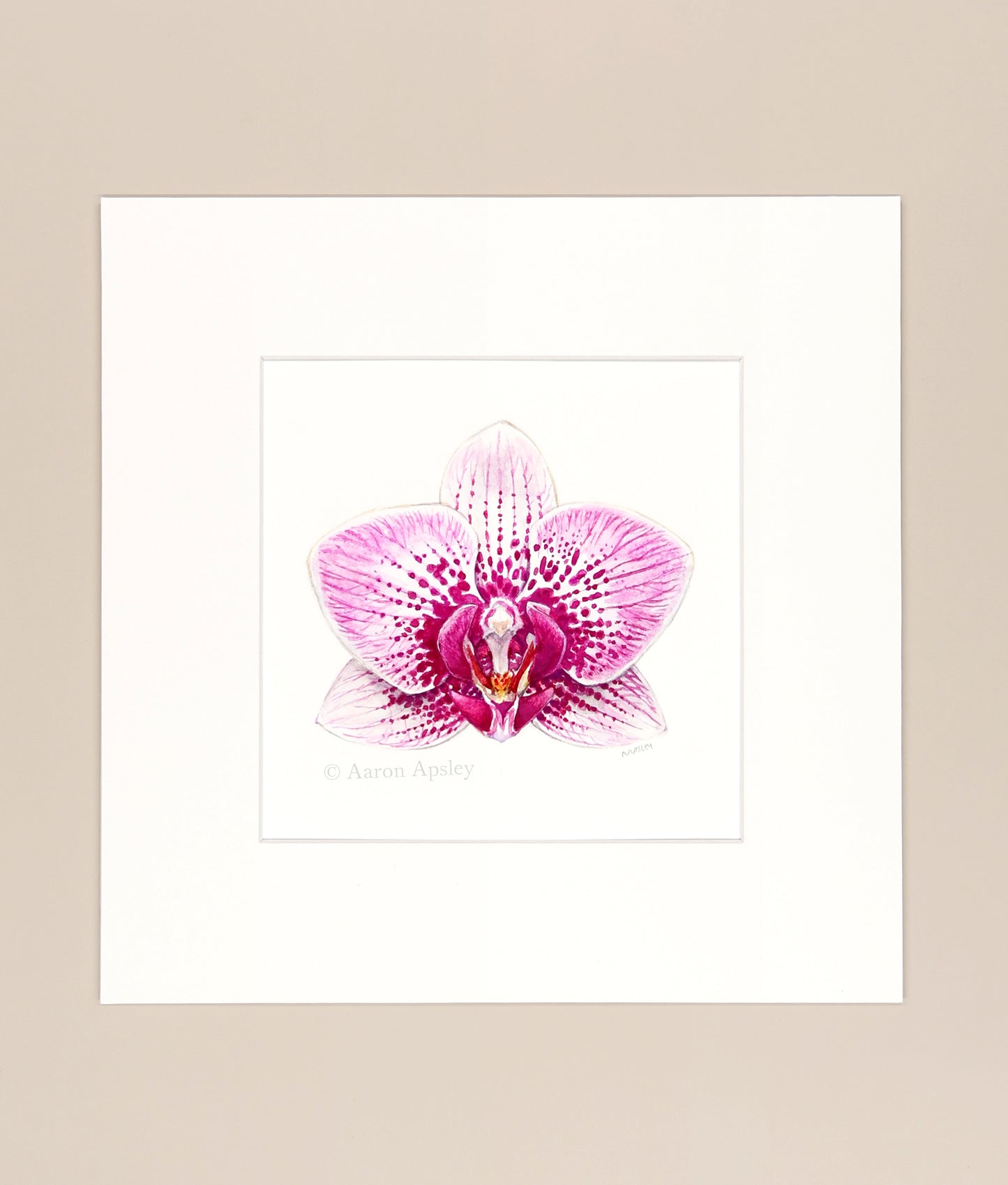 Phalaenopsis cv 2 - Original Watercolor