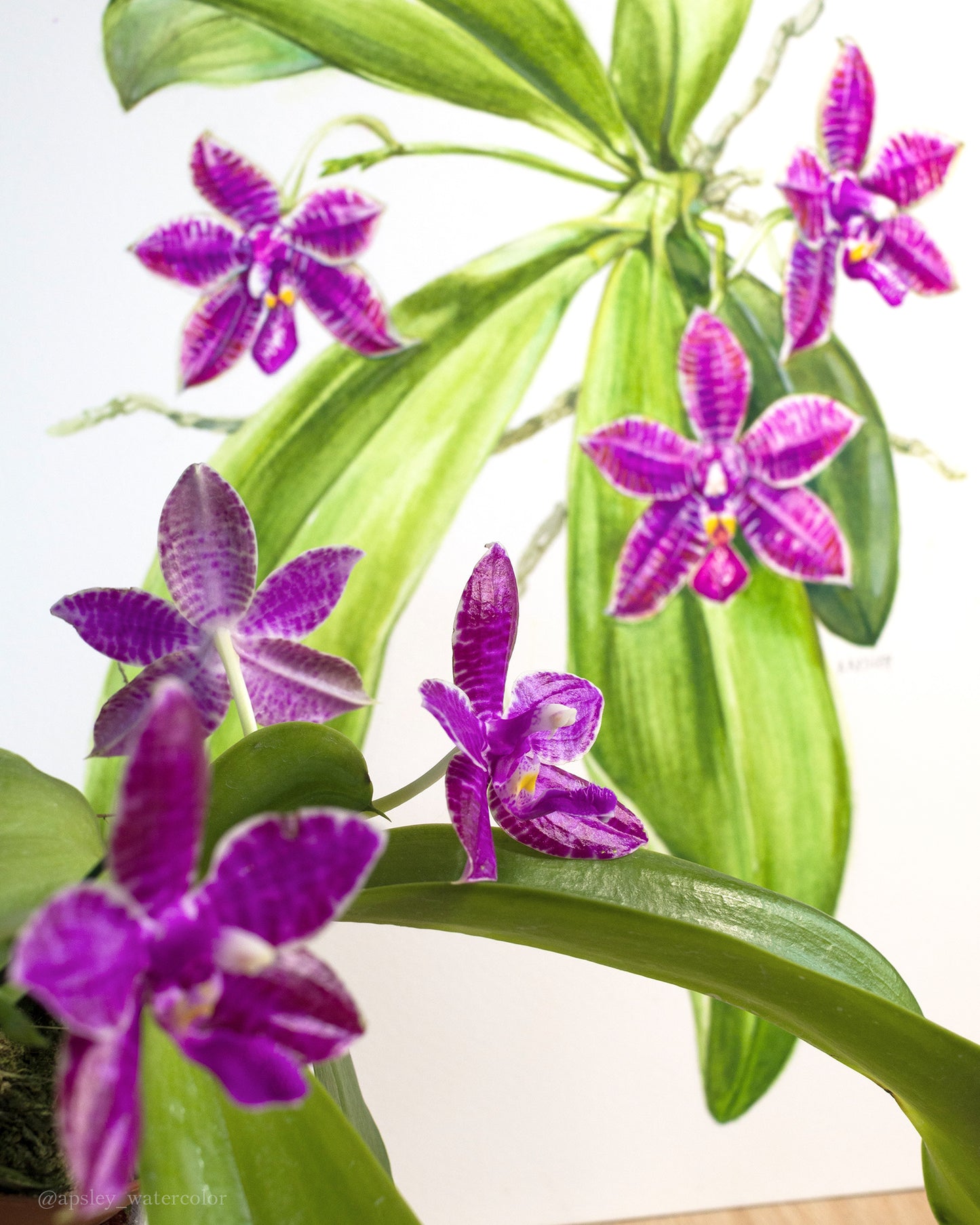 Phalaenopsis lueddemanniana hybrid - Framed Original Watercolor