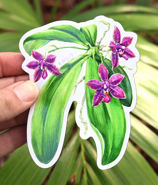 Phalaenopsis Hybrid Magnet