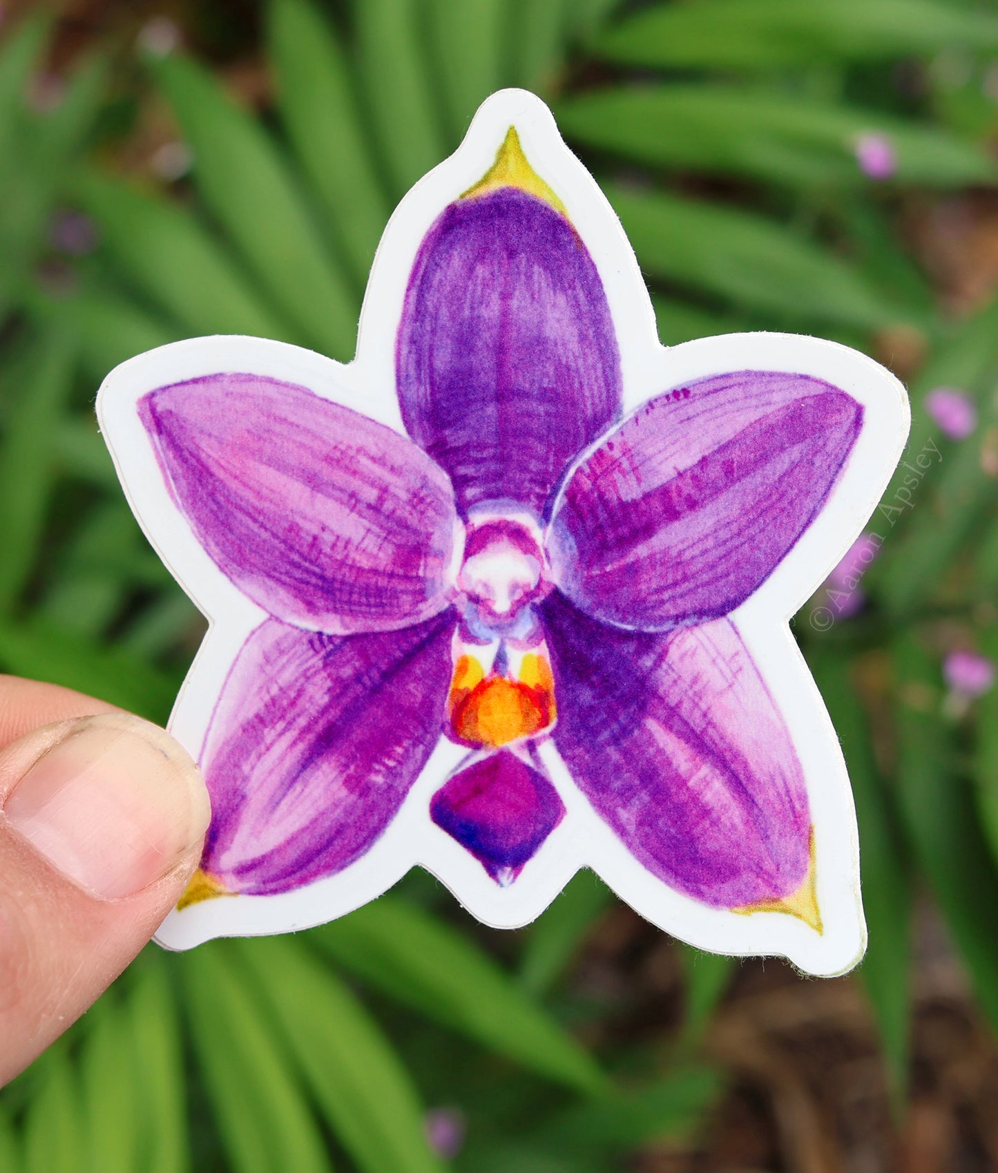 Phalaenopsis violacea Sticker