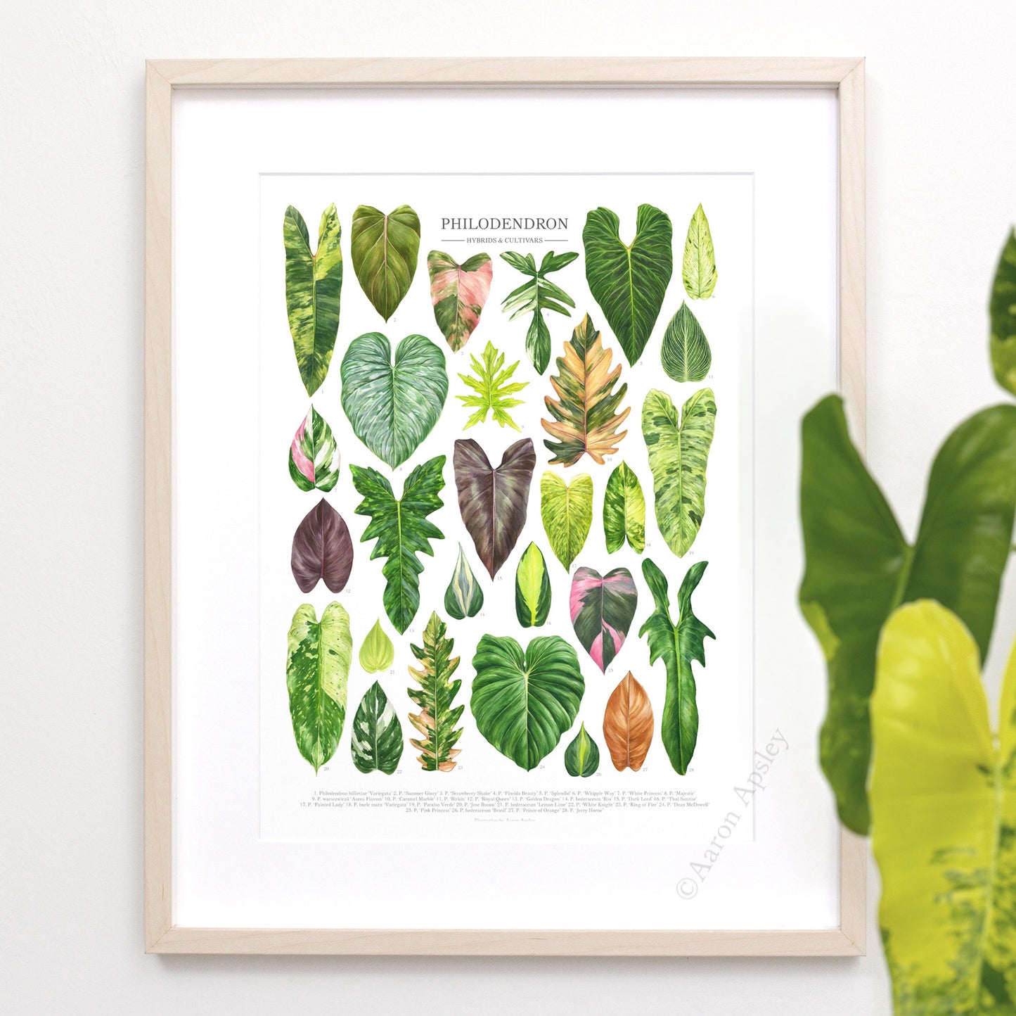 Philodendron Hybrids & Cultivars Print
