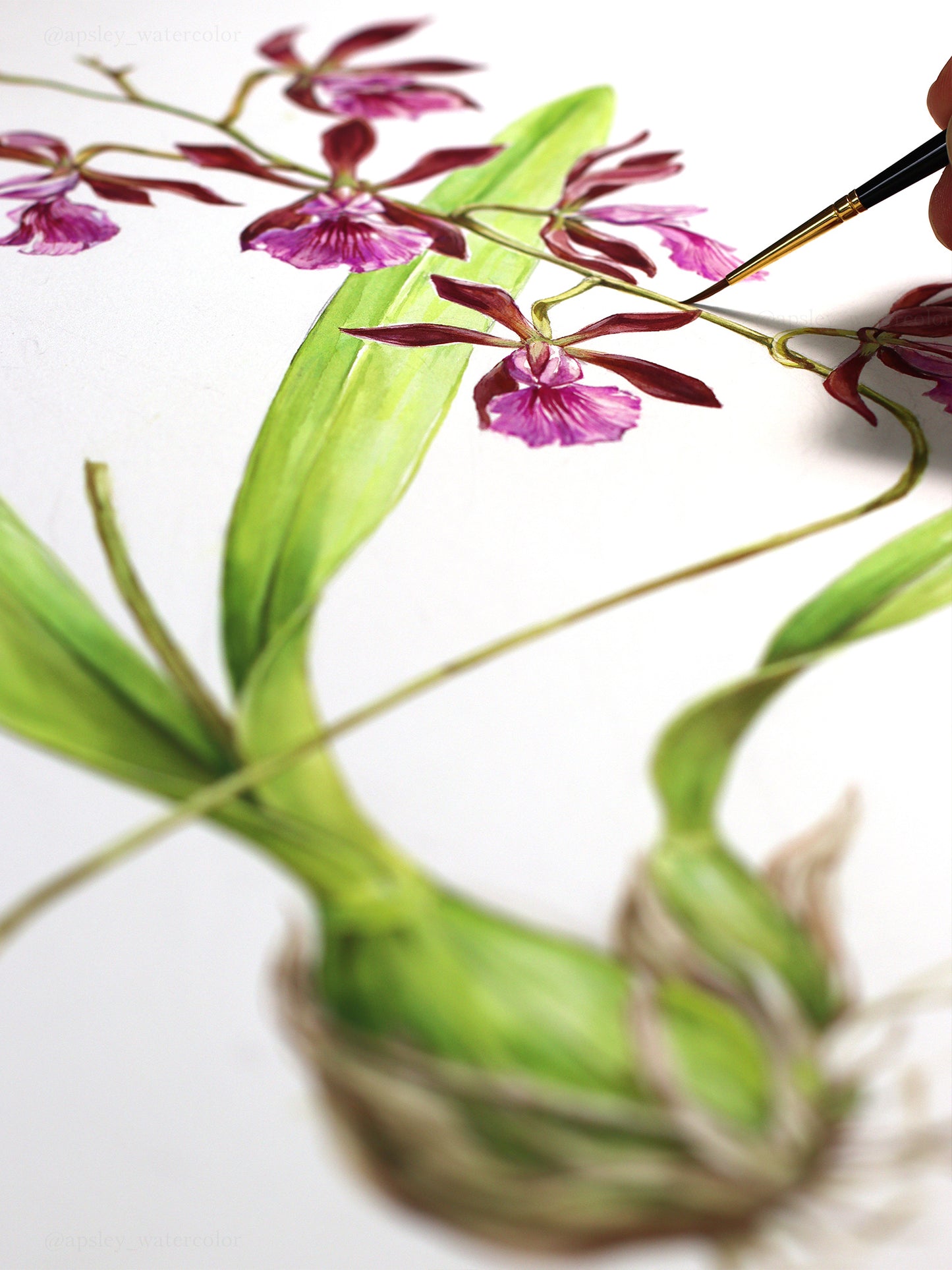 Encyclia Hybrid - Original Watercolor