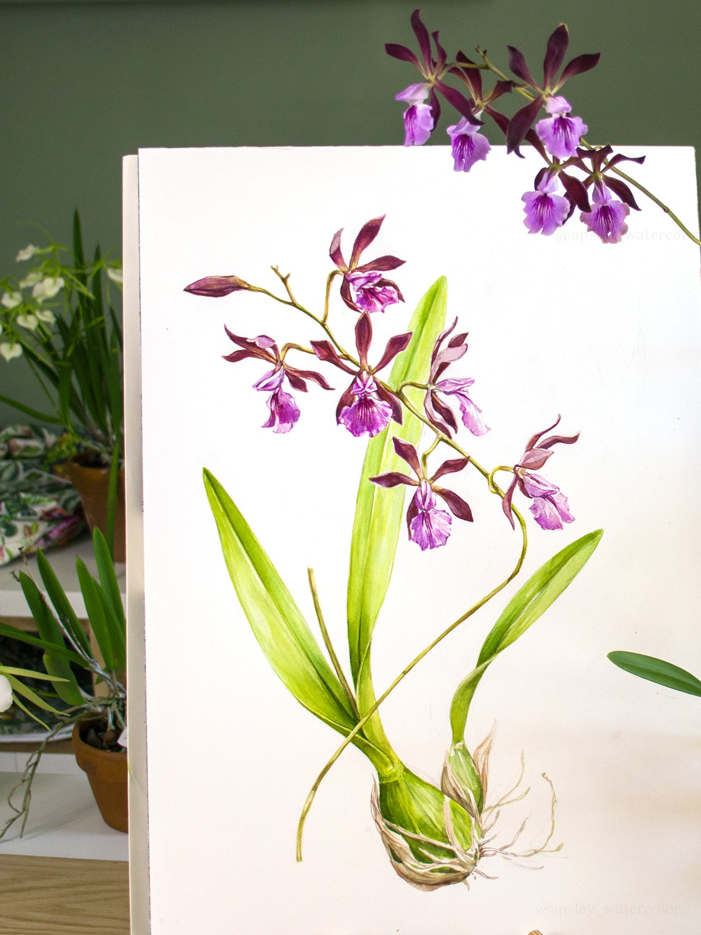 Encyclia Hybrid - Original Watercolor