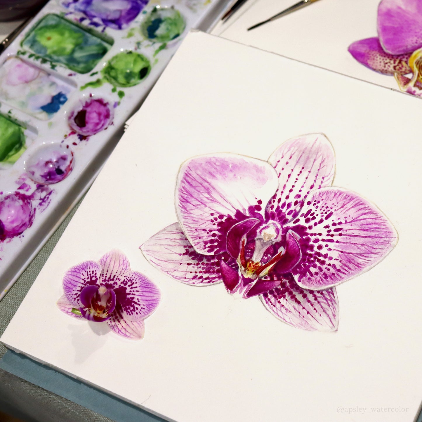 Phalaenopsis cv 2 - Original Watercolor