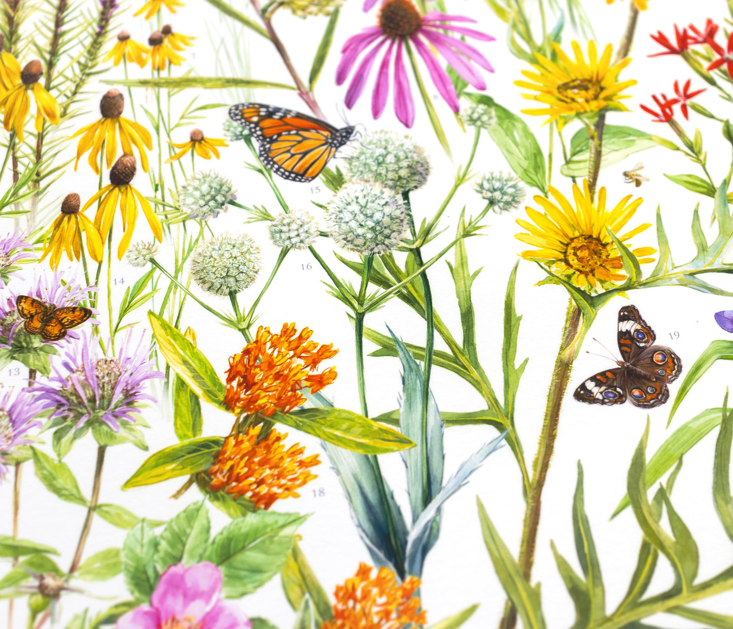 Prairie Wildflowers Print