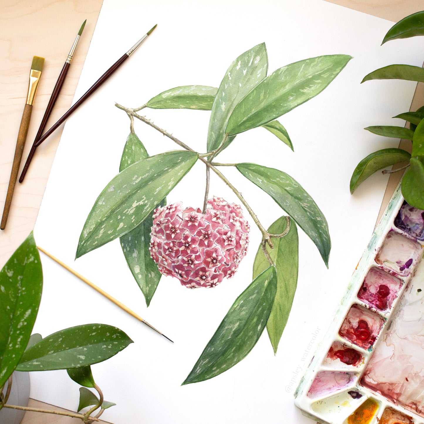 Hoya pubicalyx - Original Watercolor