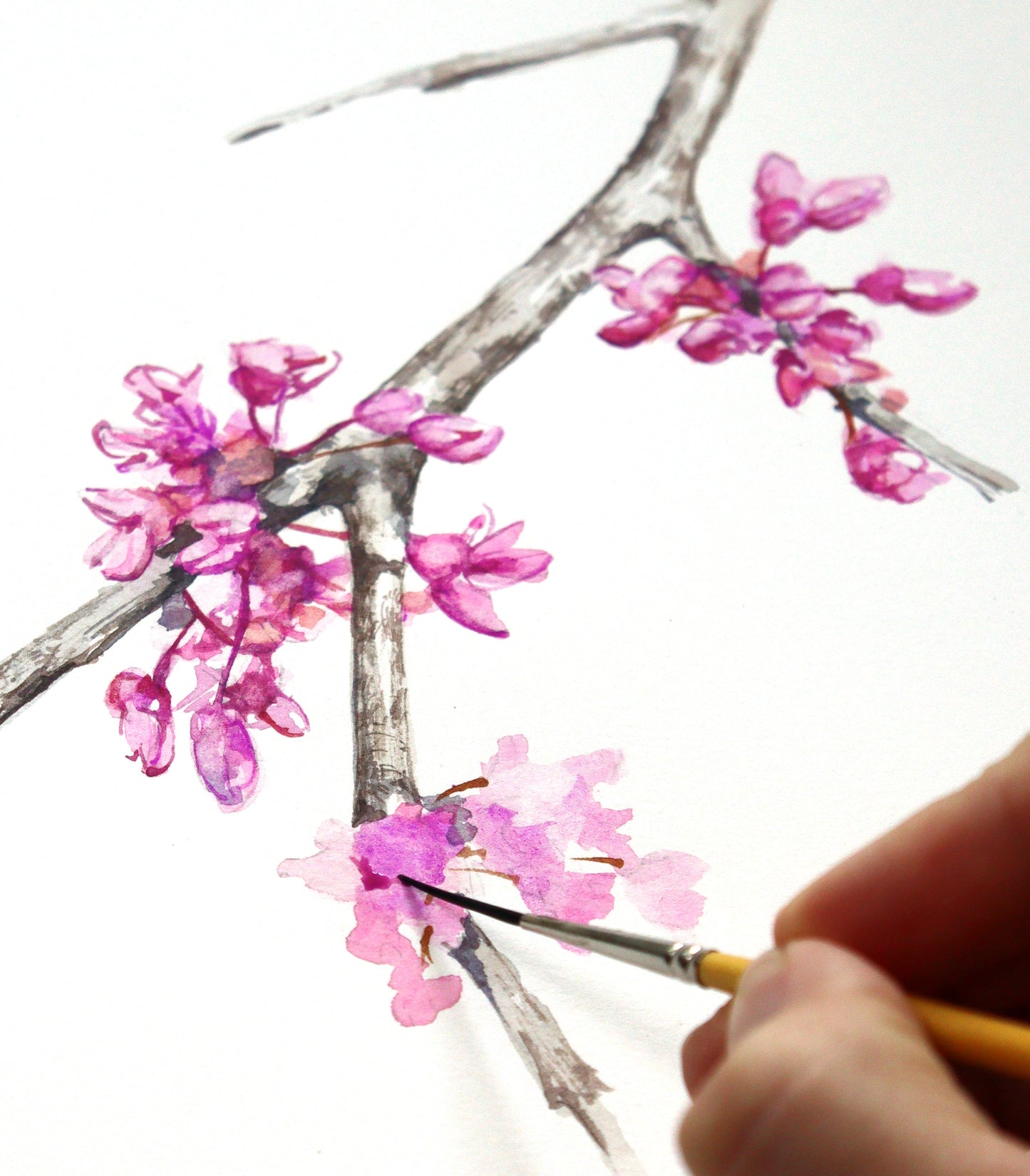 Eastern Redbud - Original Watercolor