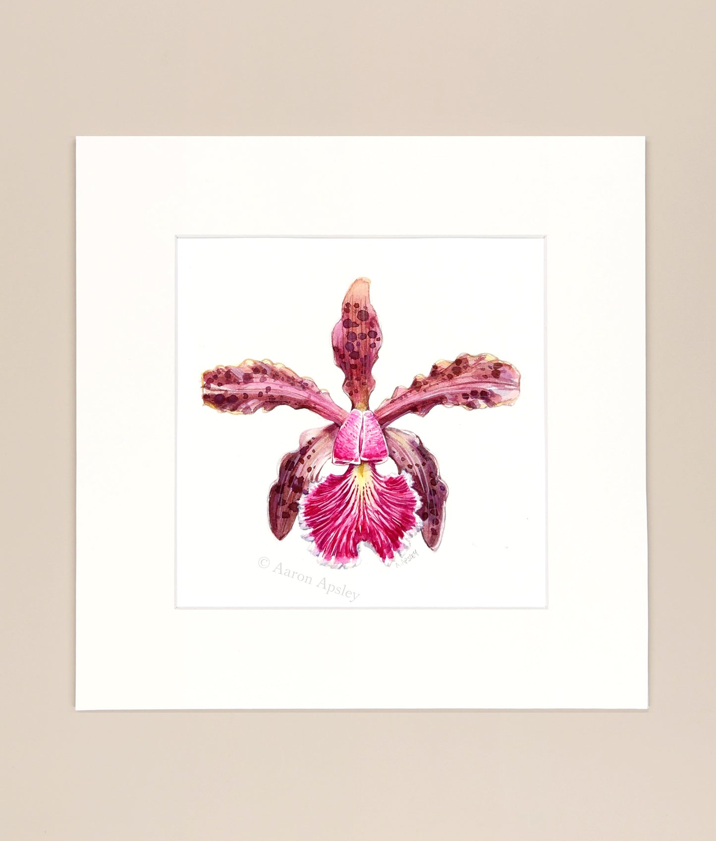 Cattleya schilleriana - Original Watercolor
