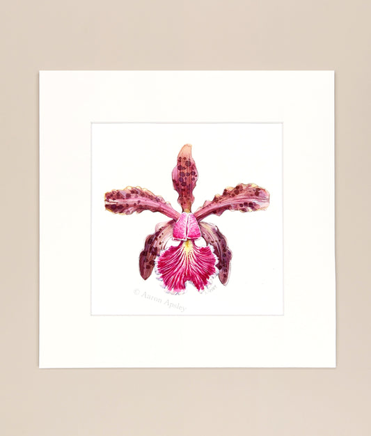 Cattleya schilleriana - Original Watercolor
