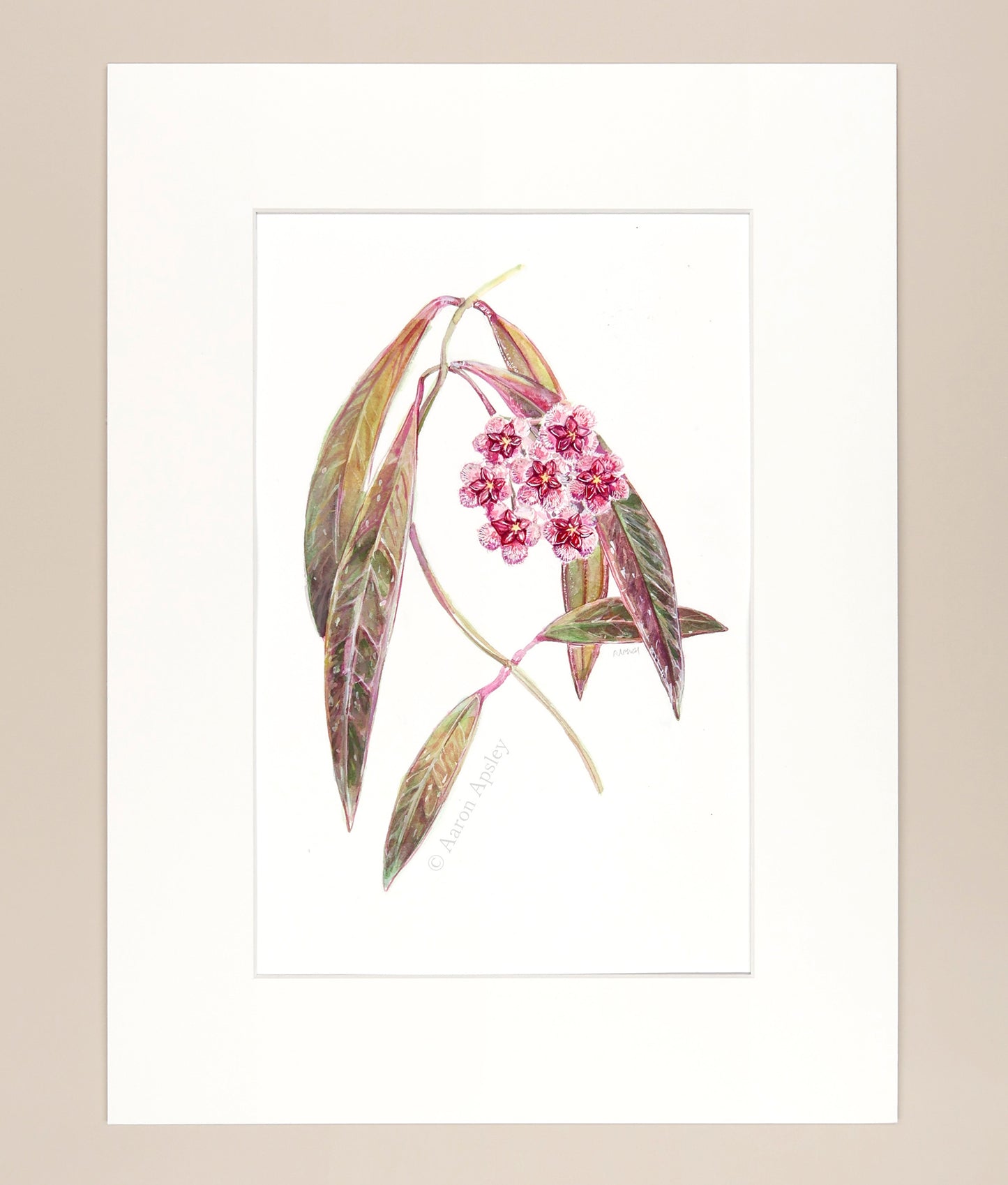 Hoya sulawesiana - Original Watercolor