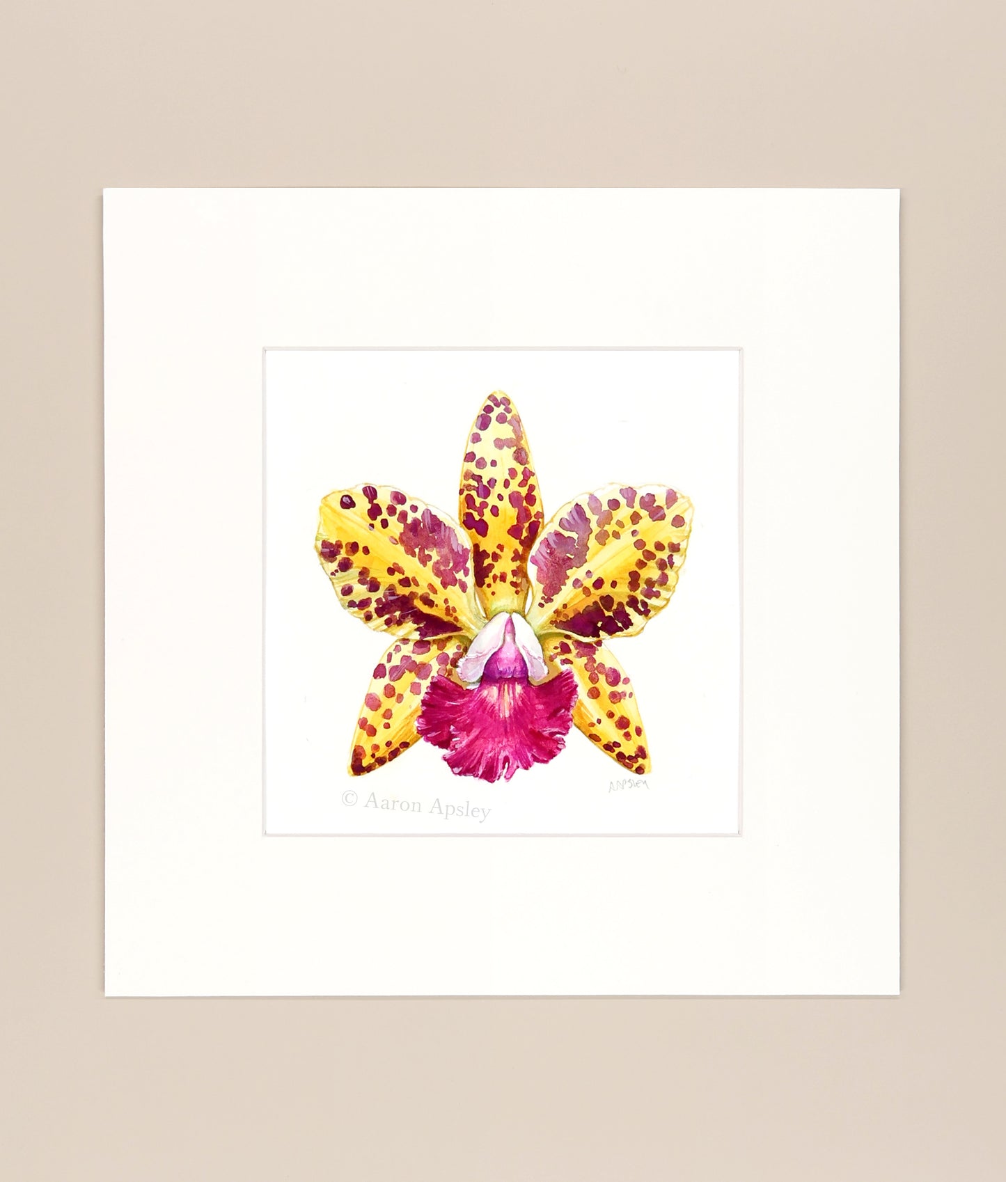 Rhyncholaeliocattleya Sun Spots - Original Watercolor