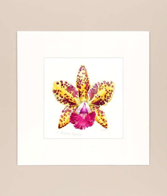 Rhyncholaeliocattleya Sun Spots - Original Watercolor