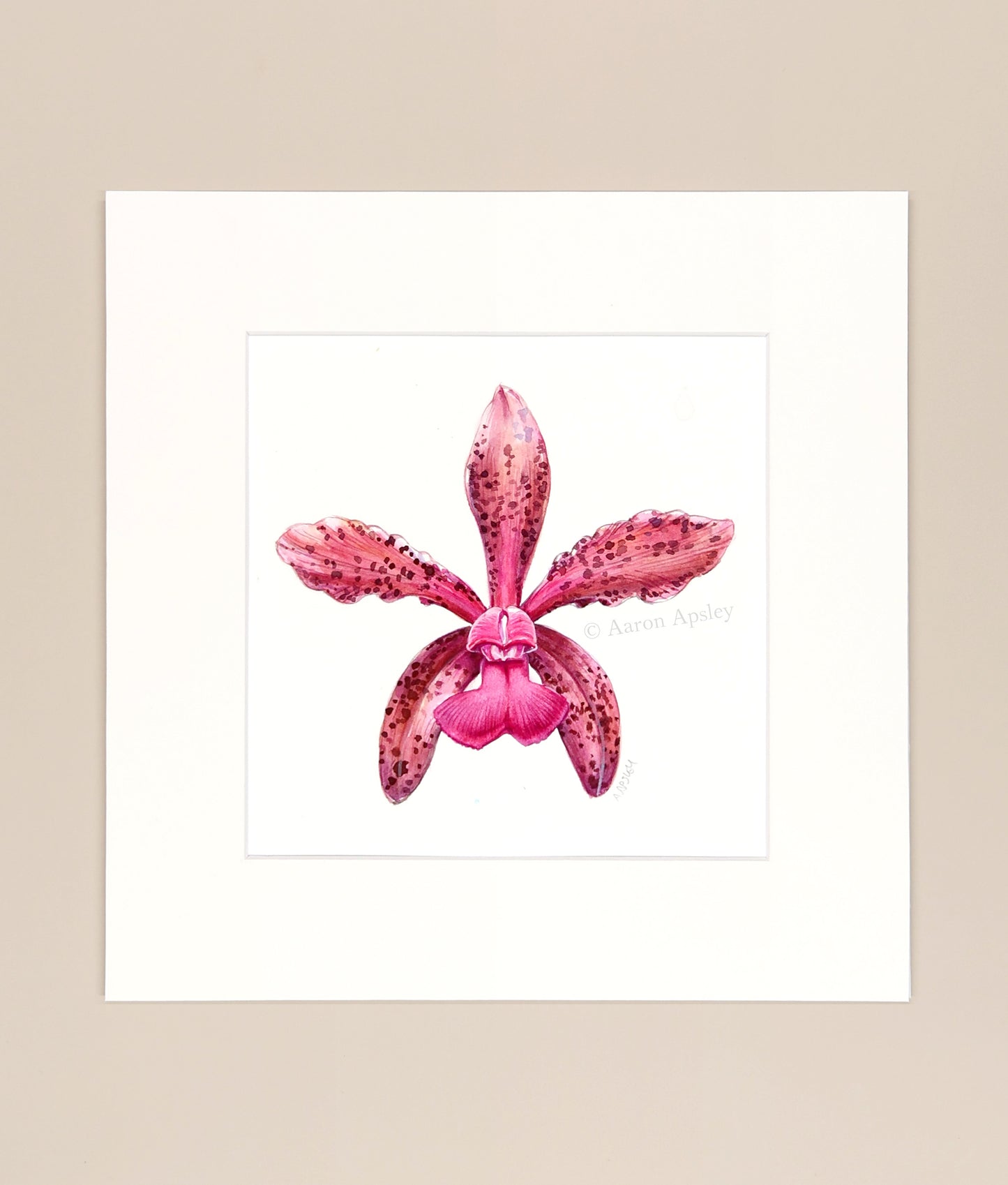 Cattleya tigrina - Original Watercolor