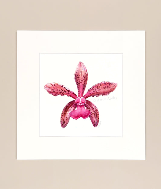 Cattleya tigrina - Original Watercolor