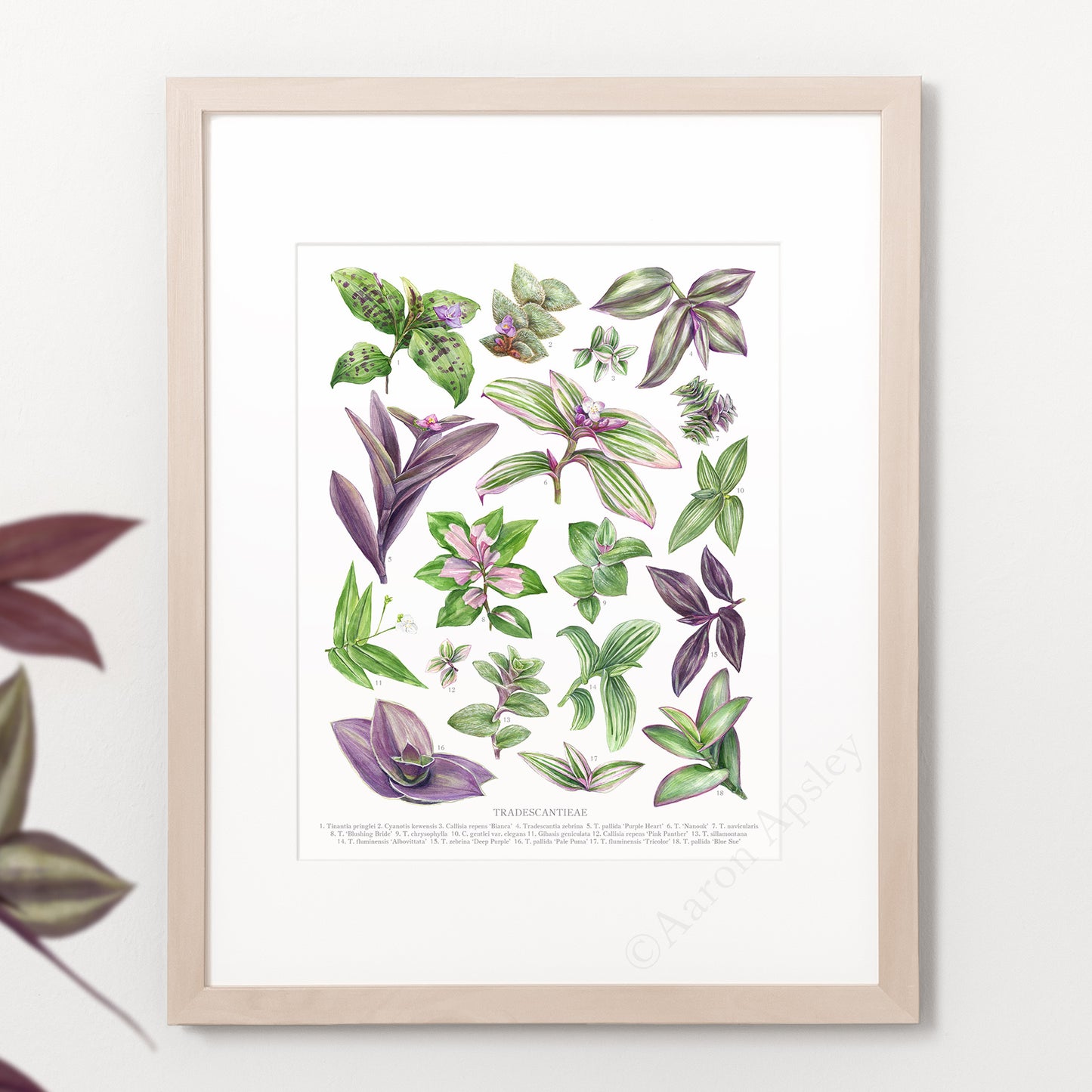 Tradescantieae Species Print - Small