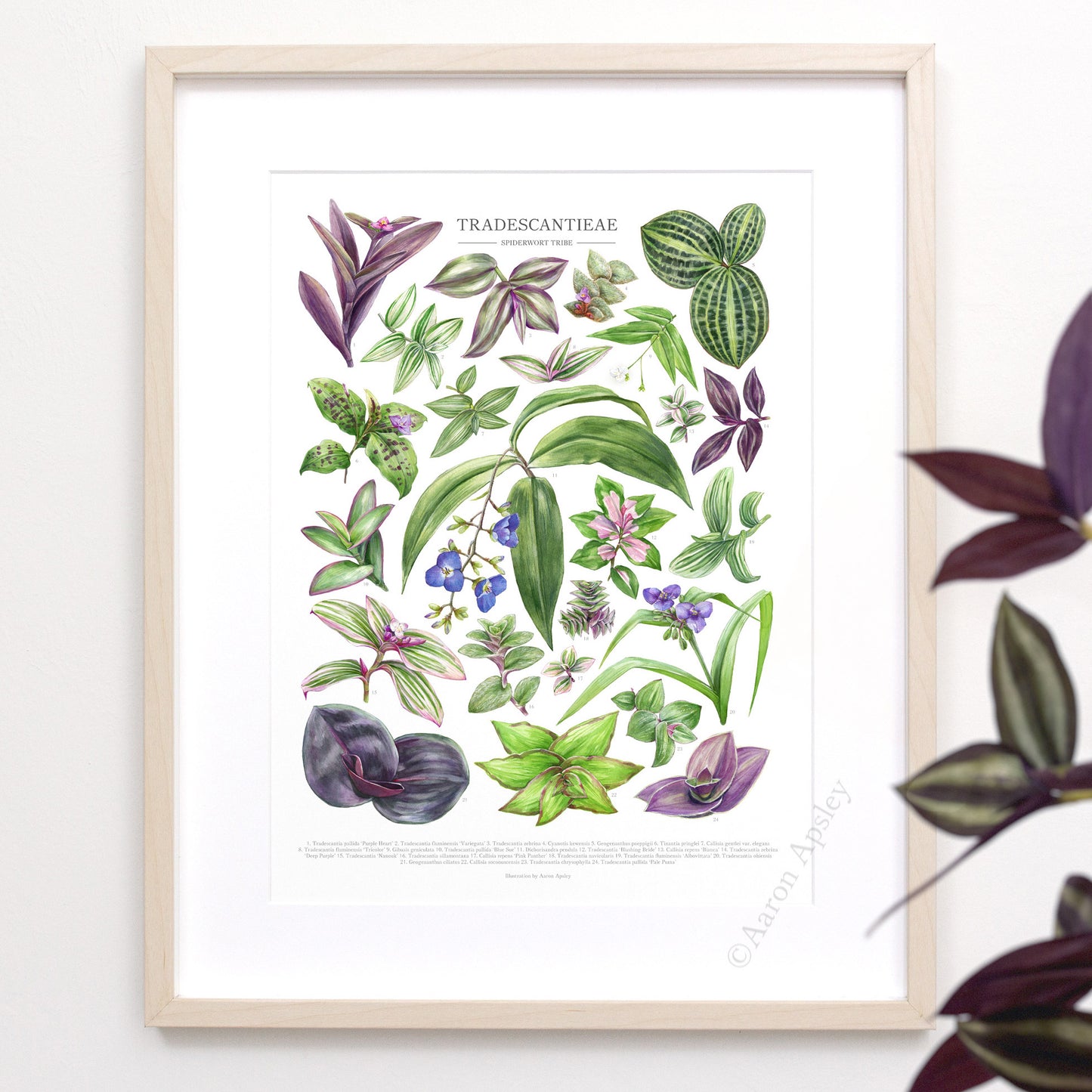 Tradescantieae Species Print