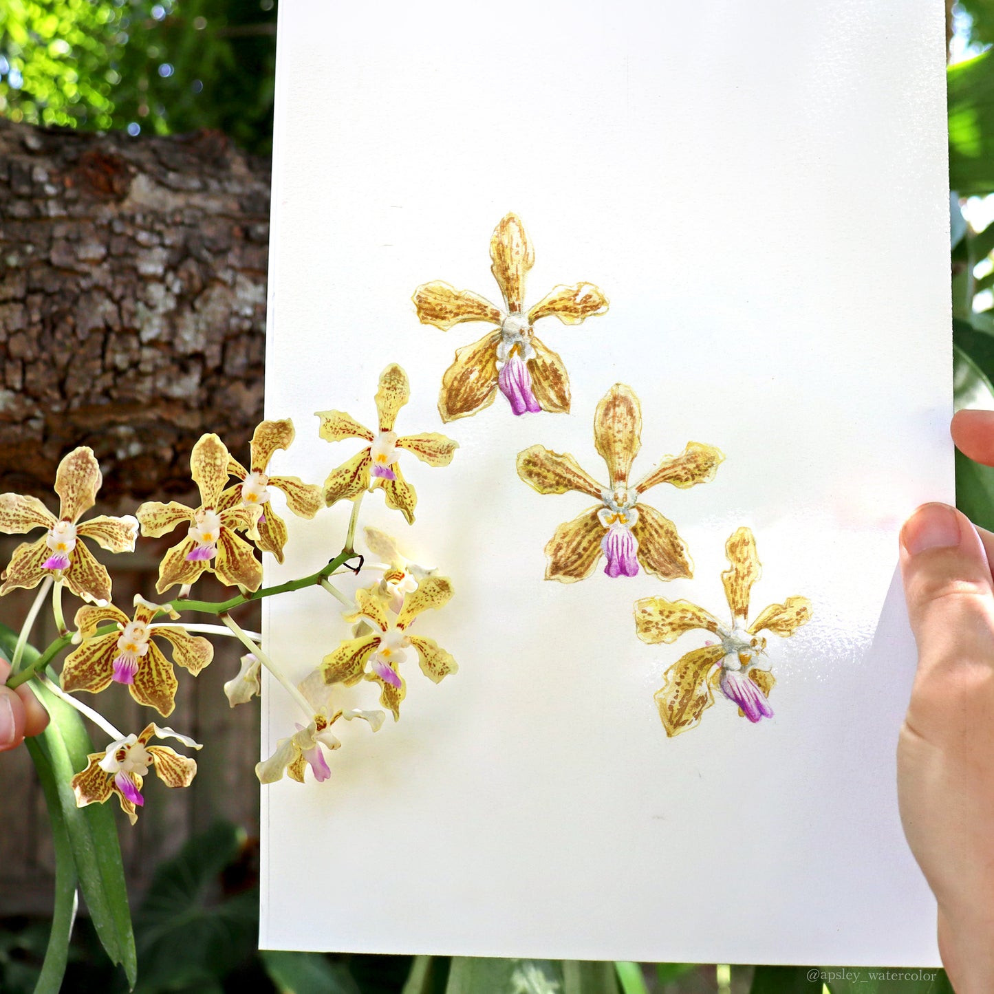 Vanda Kalihi Beauty - Framed Original Watercolor