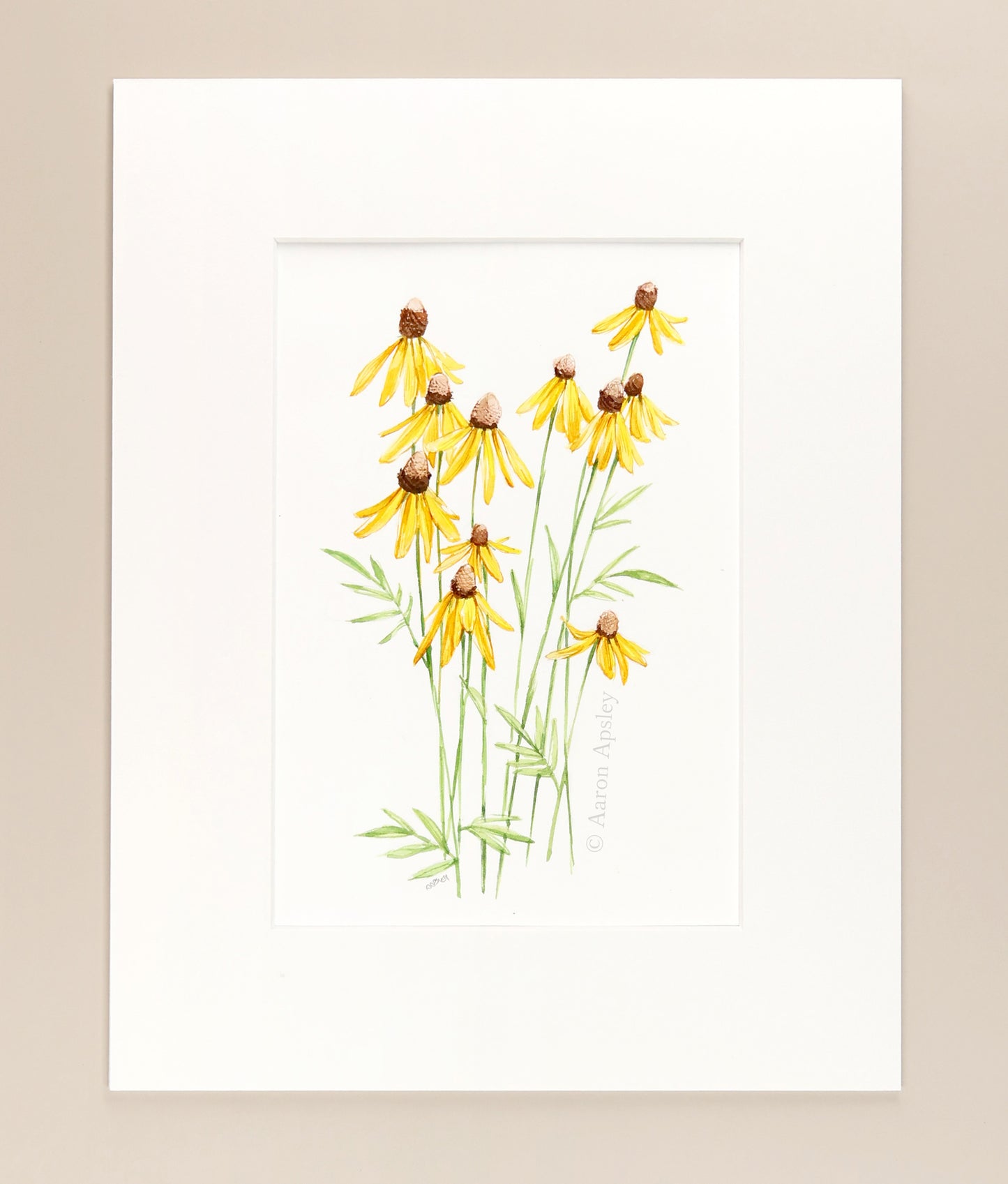 Ratibida pinnata - Original Watercolor