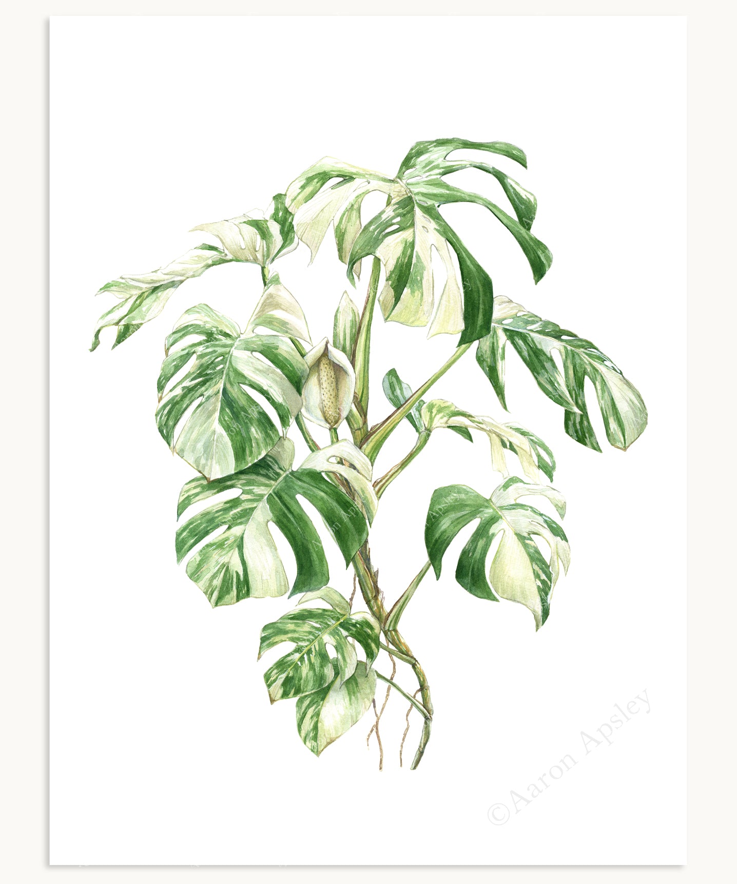 monstera deliciosa taxonomy Monstera deliciosa 'Albo Borsigiana' Print