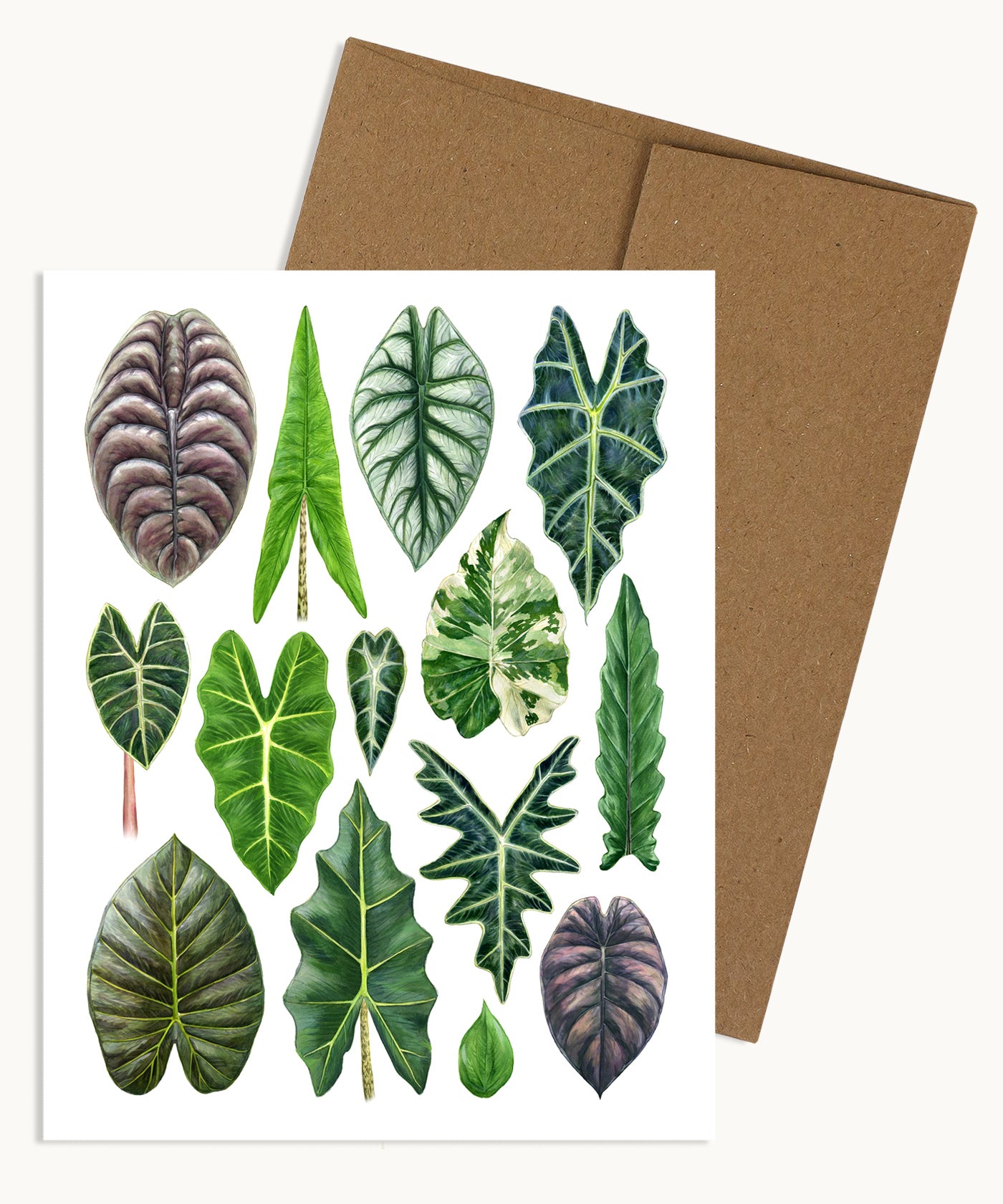 Alocasia Species Notecard