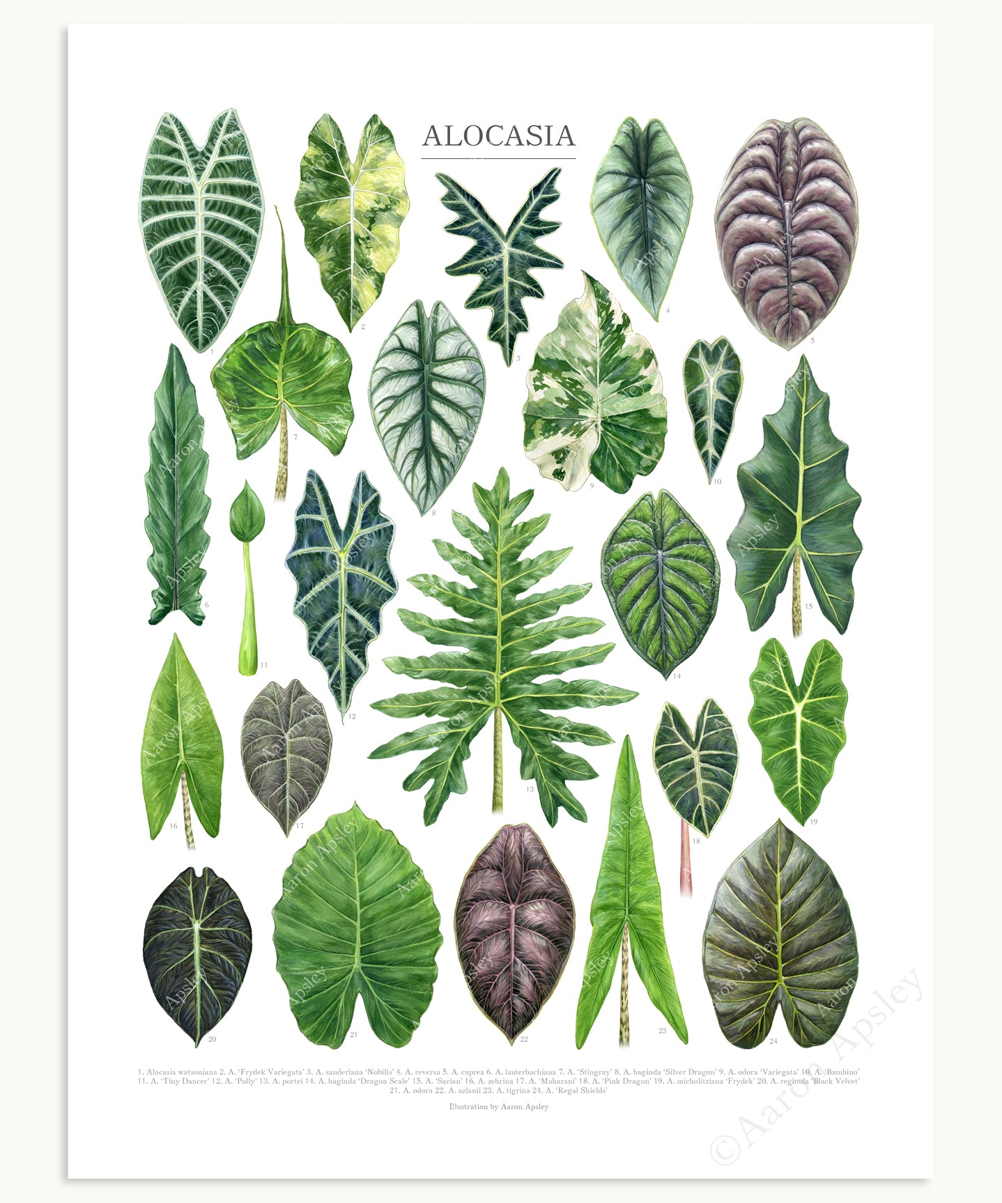 types of indoor alocasia plants Alocasia Species Print – Aaron Apsley Artwork