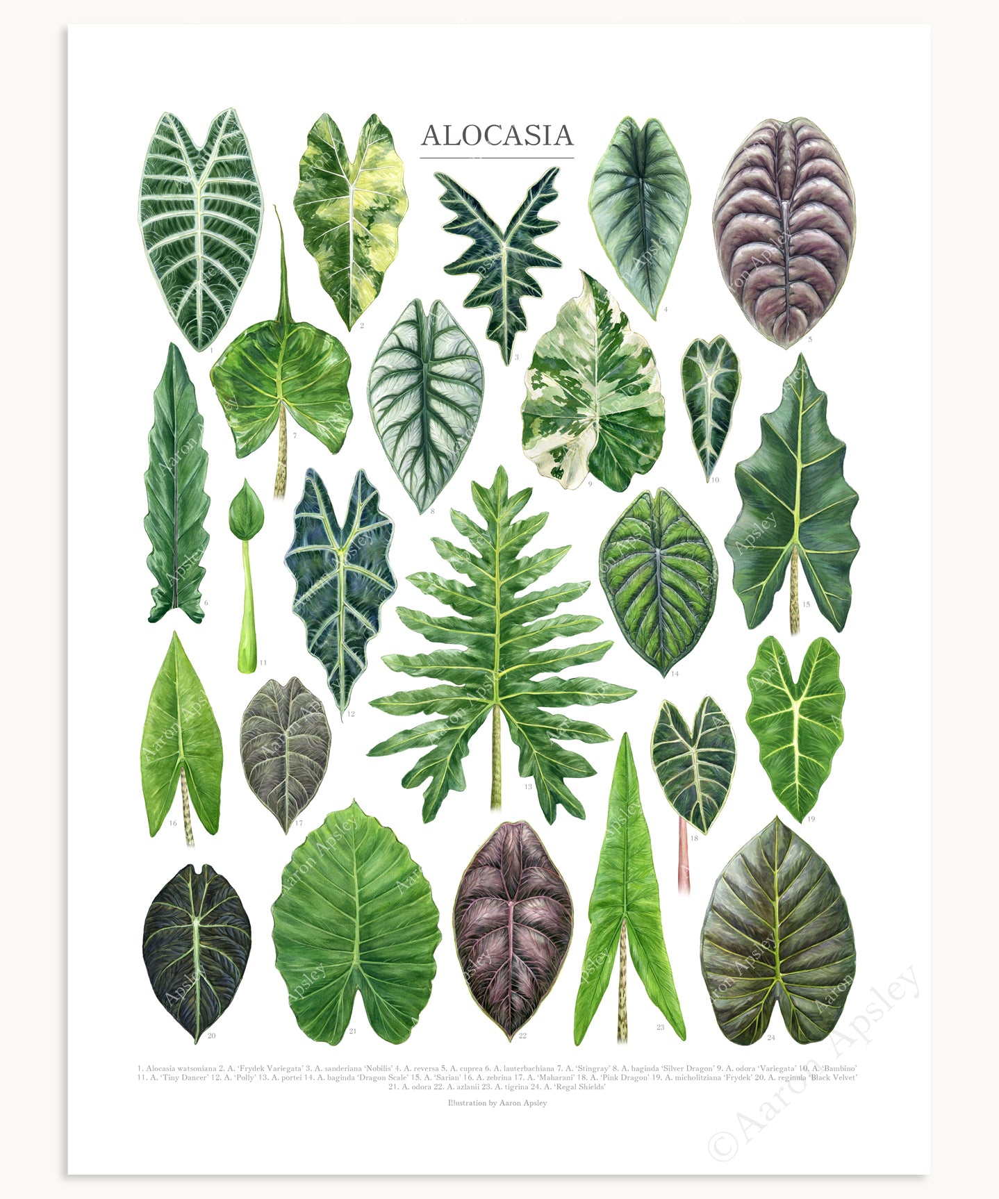 Alocasia Species Print