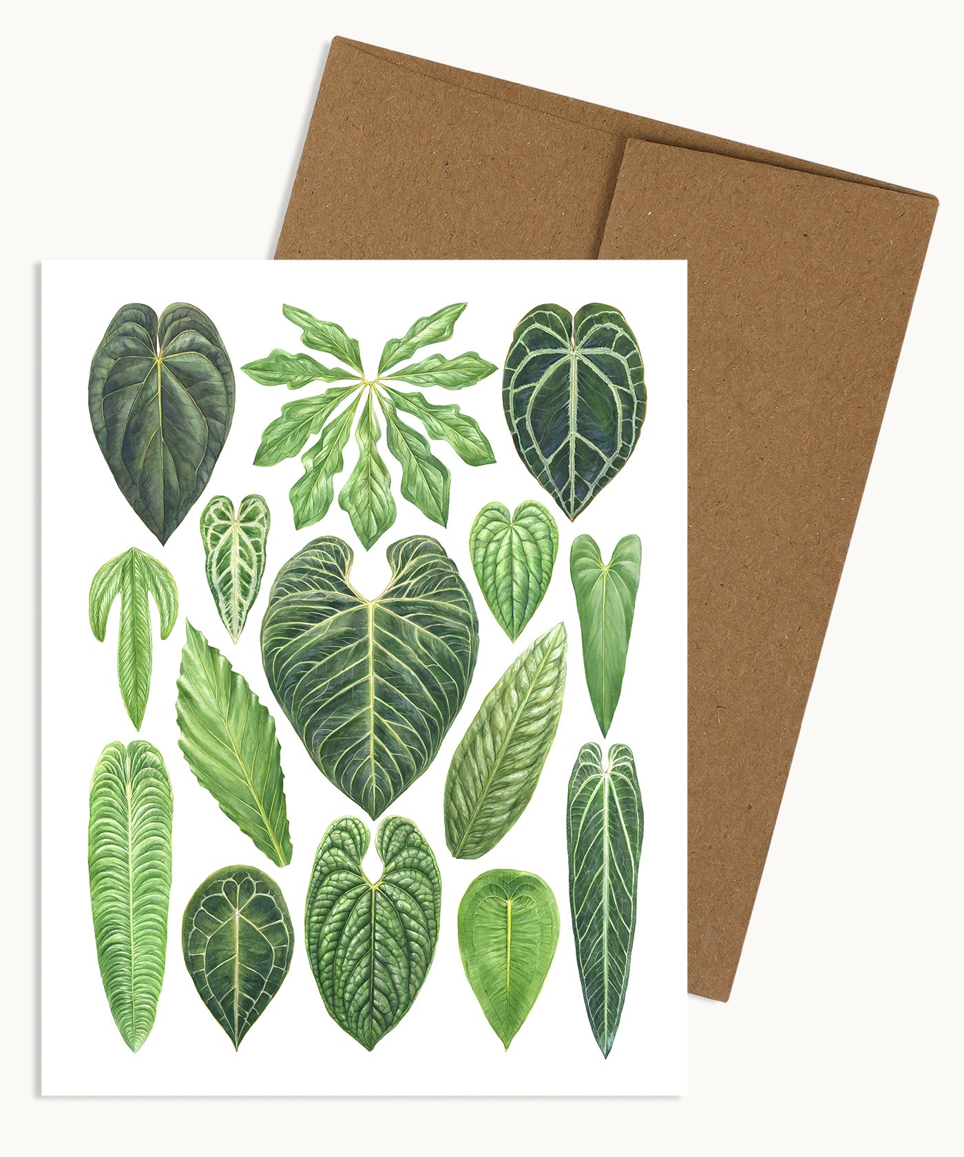 anthurium collection Anthurium Species Notecard – Aaron Apsley Artwork