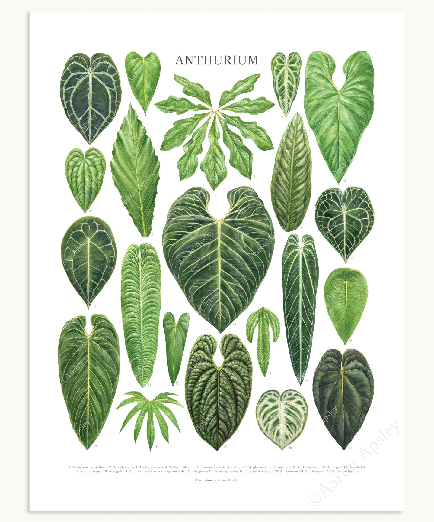 anthurium navasi taxonomy Anthurium Species Print