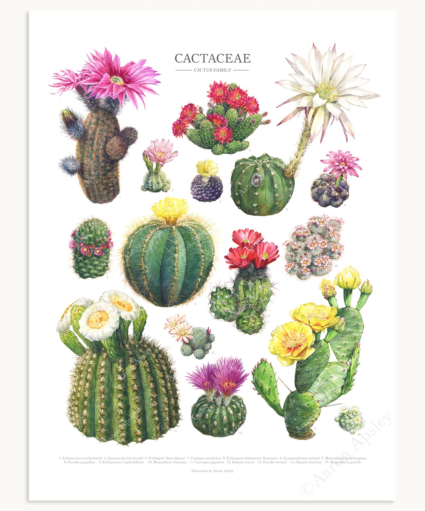 type of cactus with pictures Flowering Cactus Species Print