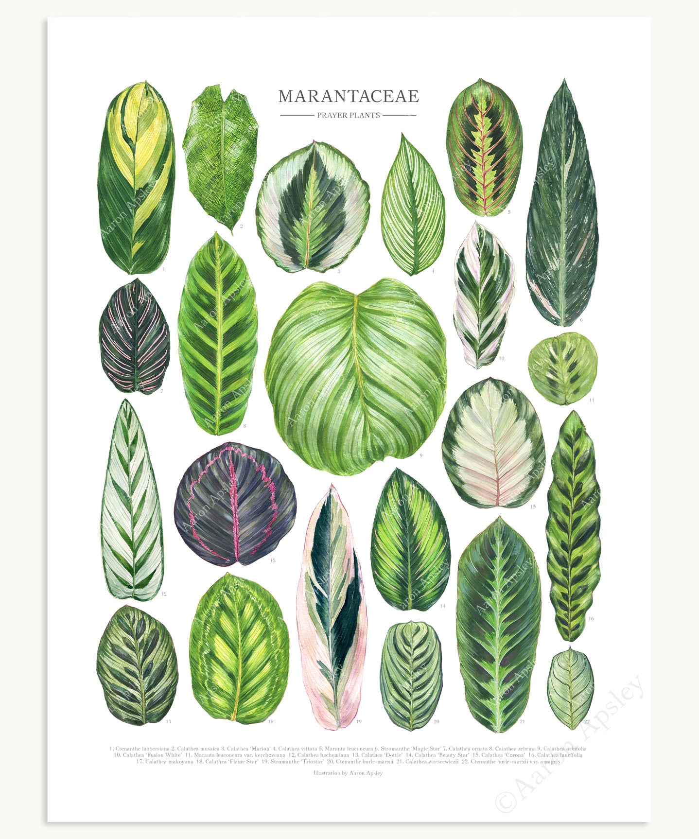 types of maranta prayer plants Marantaceae Species Print – Aaron Apsley Artwork