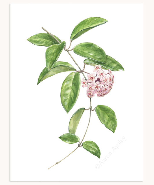 Hoya carnosa Print