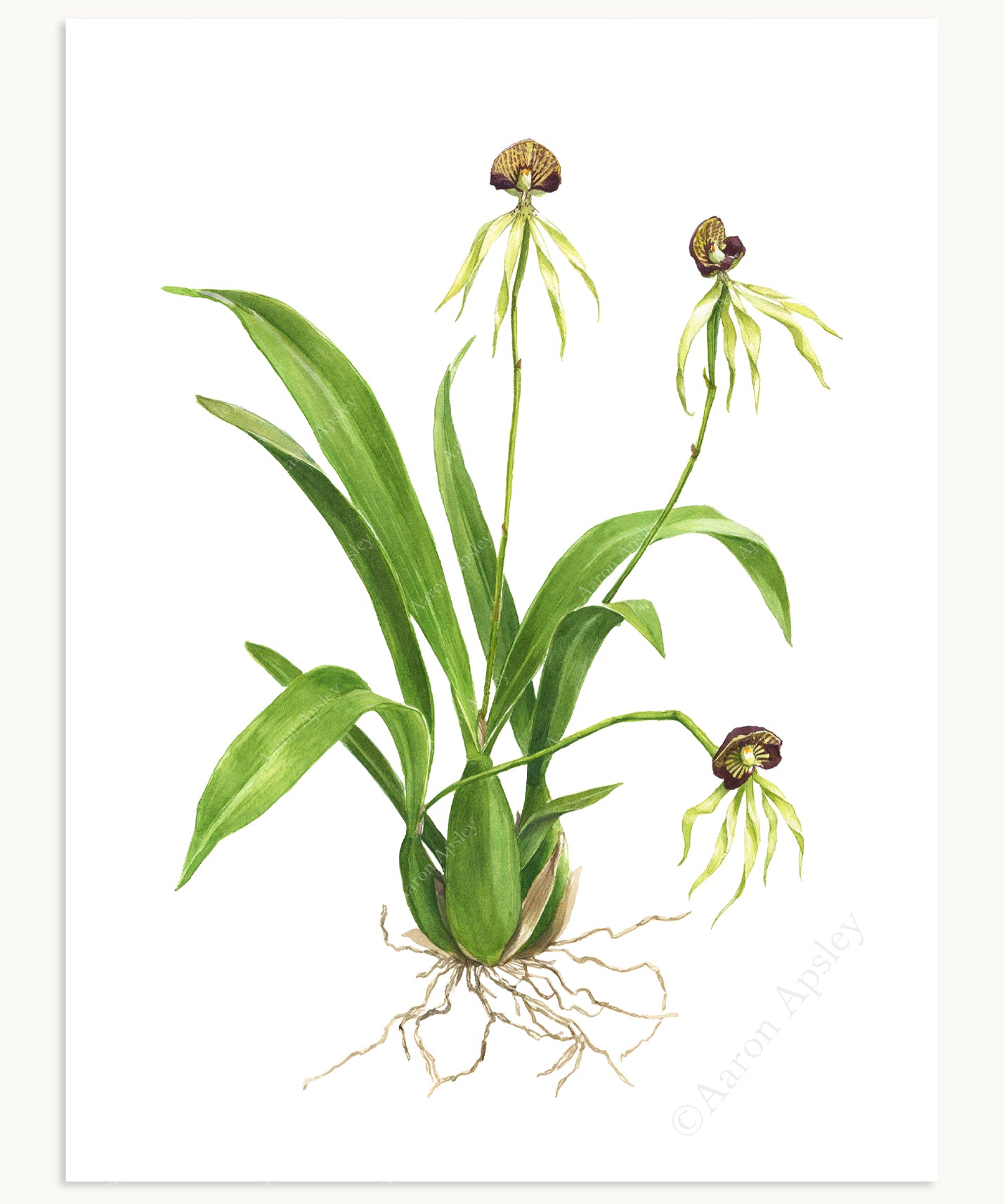 Prosthechea cochleata Print