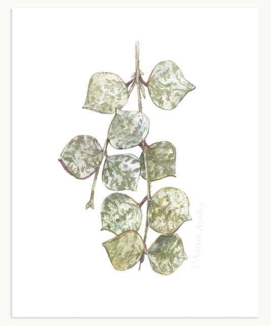 Hoya curtisii Print