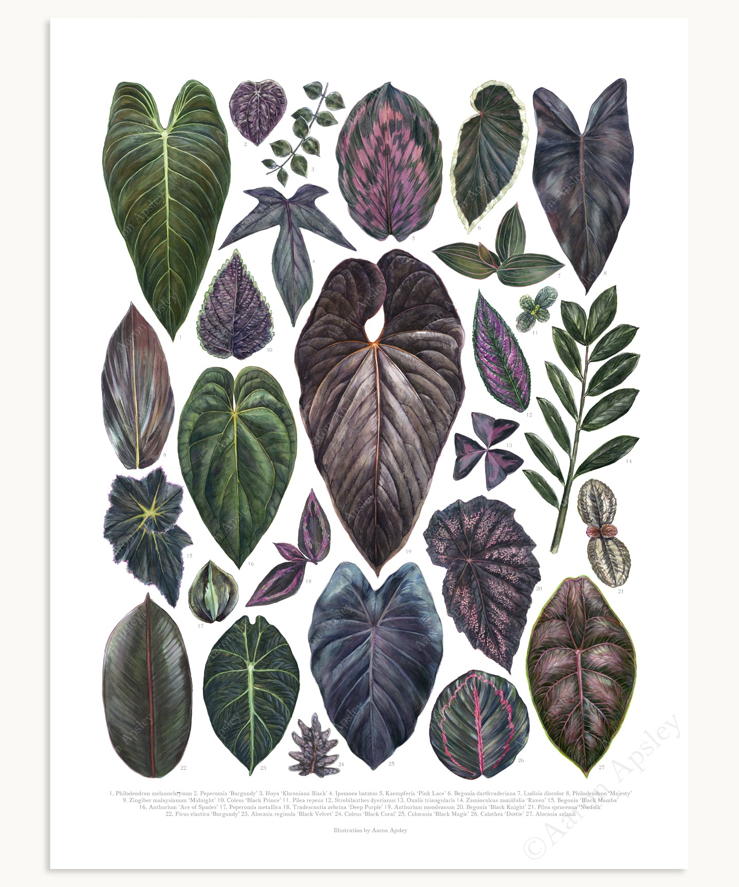 black house plant Dark Houseplant Varieties Print – Aaron Apsley Artwork