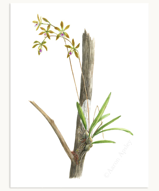 Encyclia tampensis Print