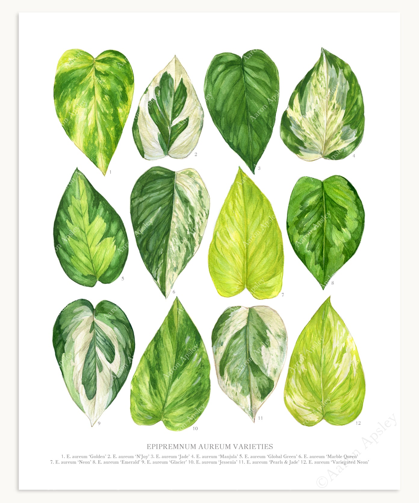 emerald vs jade pothos Epipremnum aureum Varieties Print – Aaron Apsley Artwork