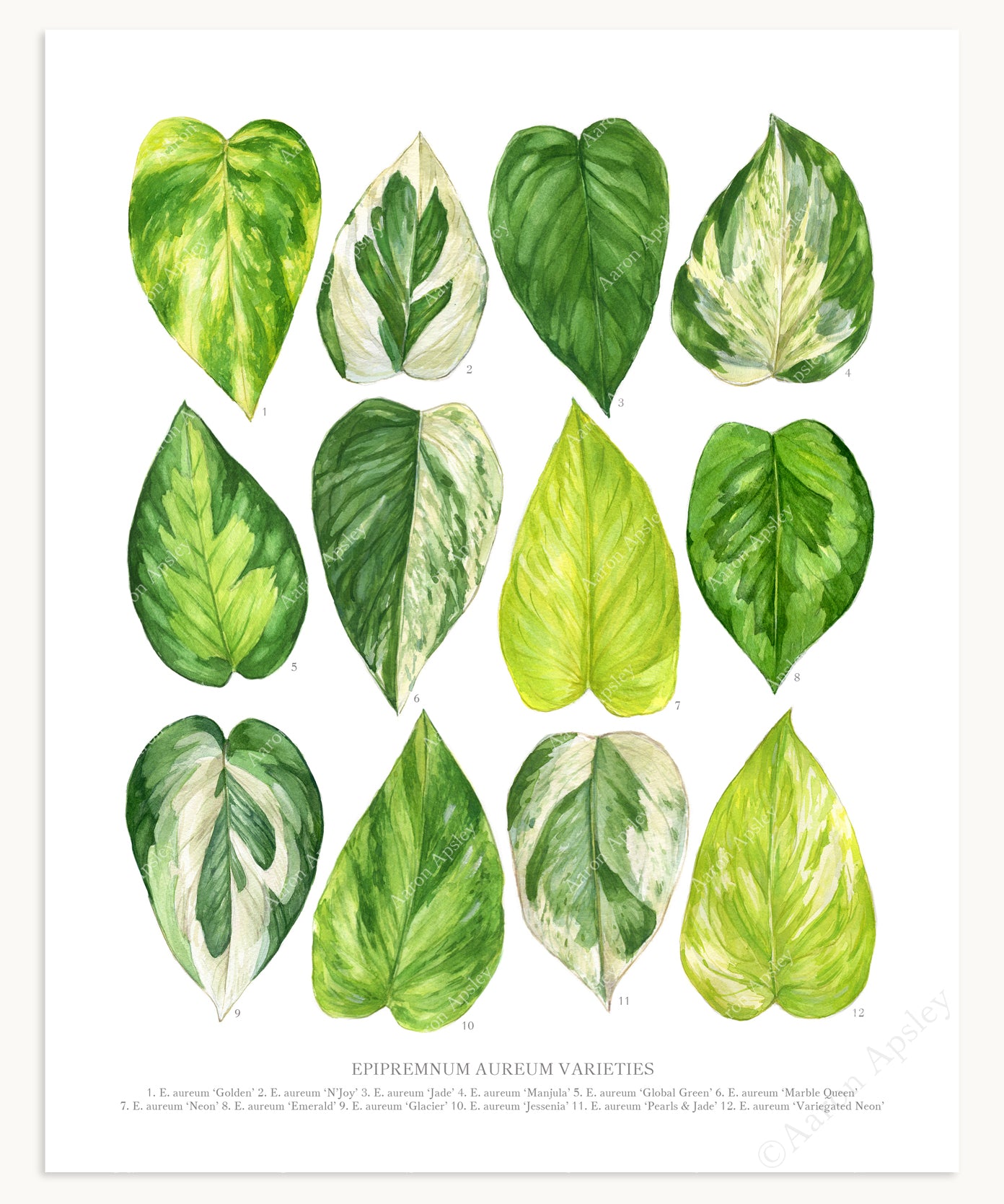 Epipremnum aureum Varieties Print