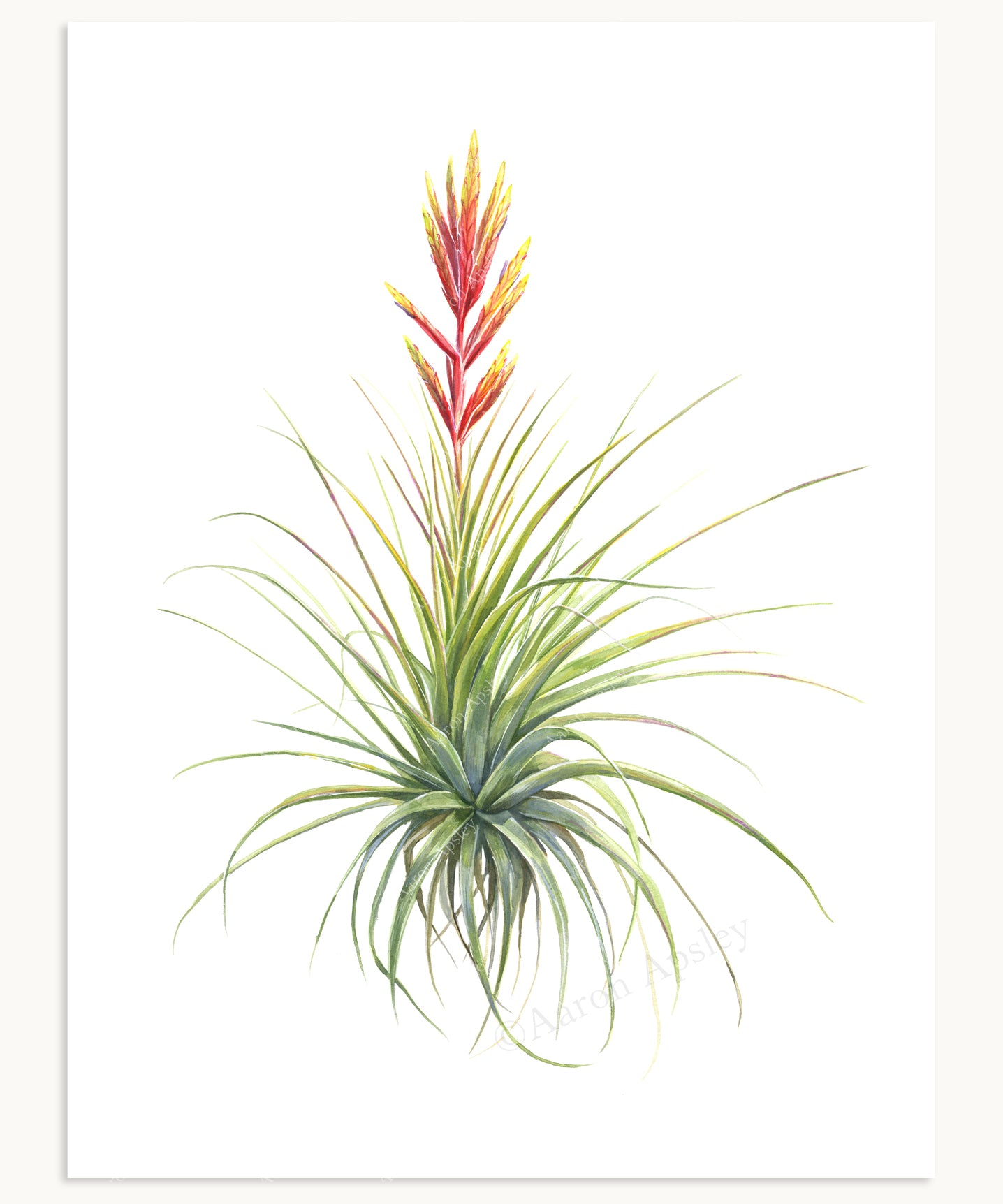 Tillandsia fasciculata