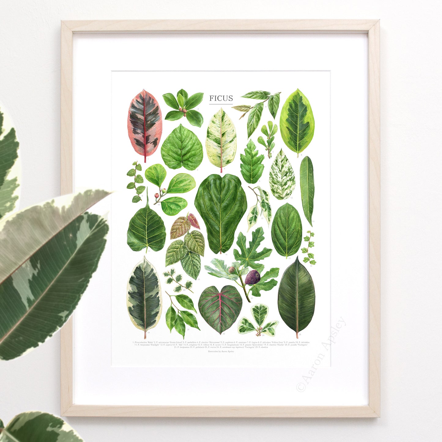 Ficus Species Print