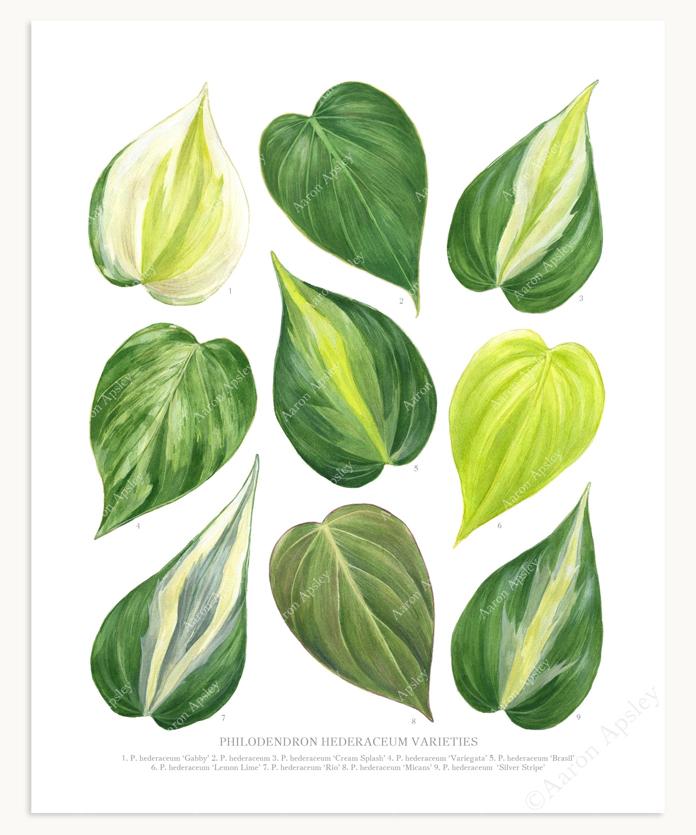 philodendron cream splash vs rio Philodendron hederaceum Varieties Print – Aaron Apsley Artwork