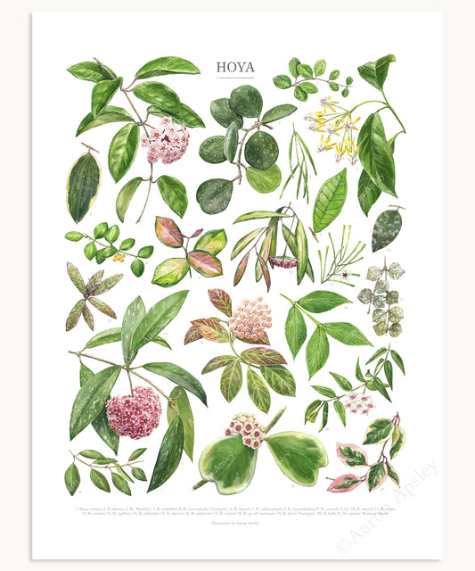 Hoya Species Print
