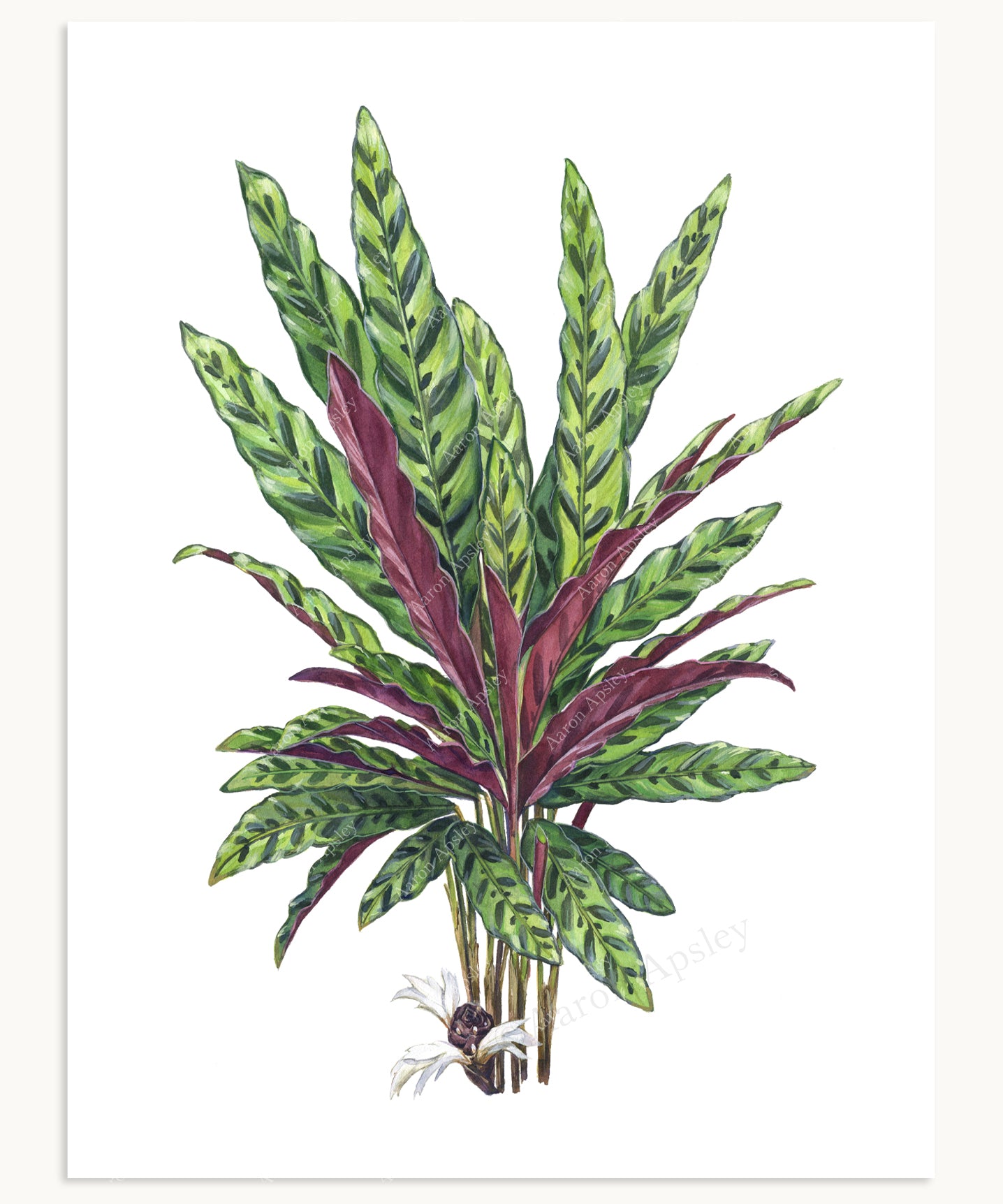 Calathea lancifolia Print