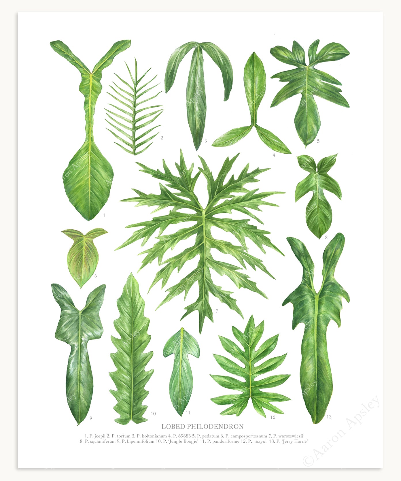 philodendron leaf images Lobed Philodendron Species Print