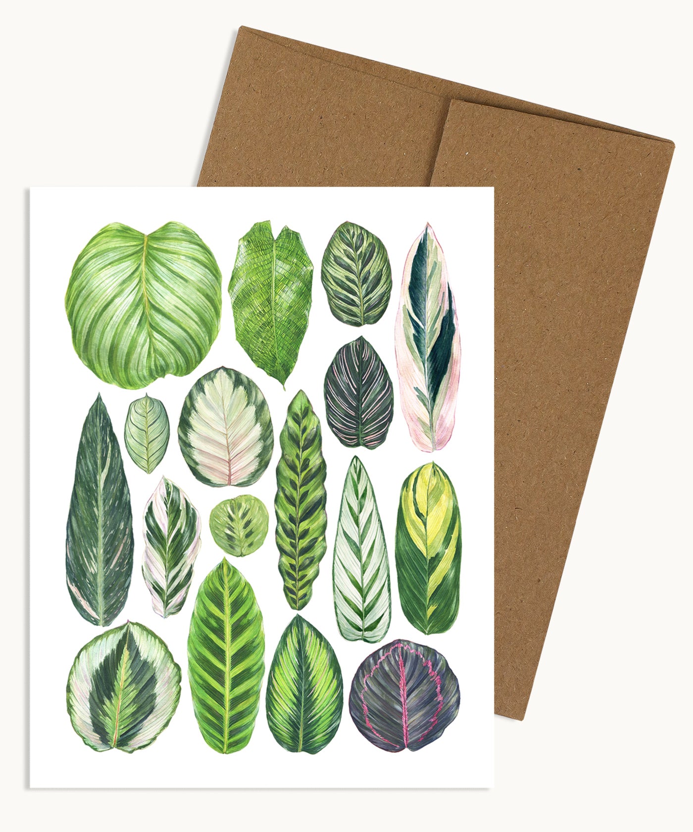 Marantaceae Species Notecard