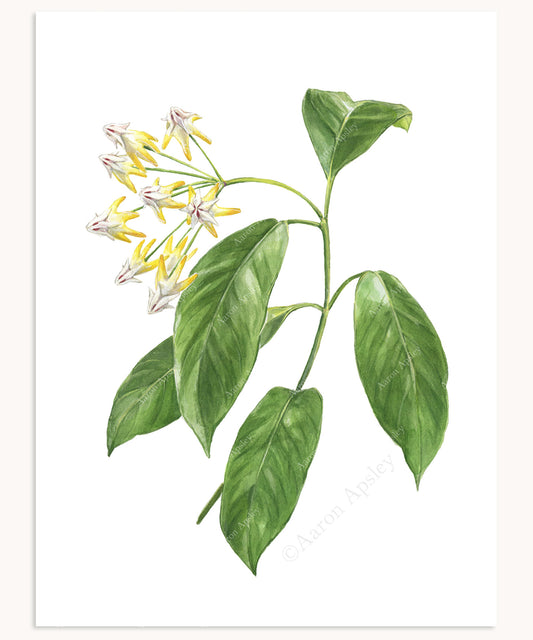 Hoya multiflora Print