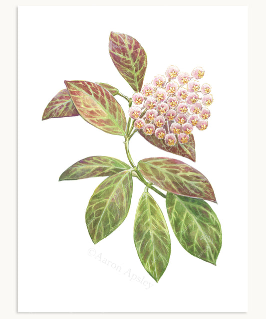 Hoya obscura Print