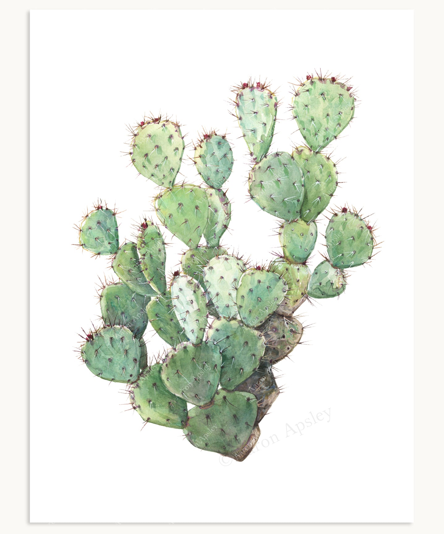 paintings of prickly pear cactus Opuntia spinosibacca Print – Aaron Apsley Artwork
