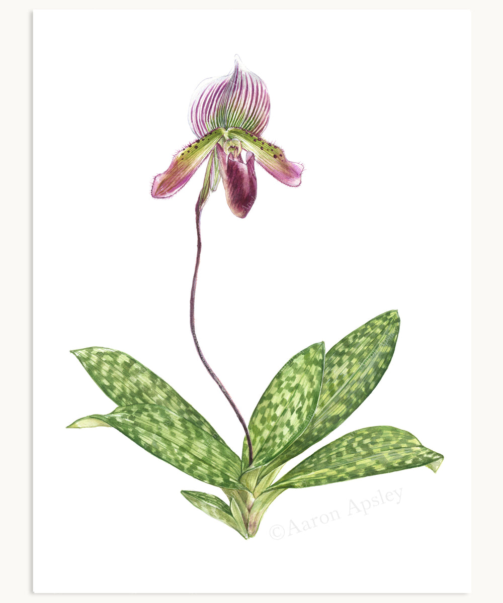 Paphiopedilum Orchid Print – Aaron Apsley Artwork