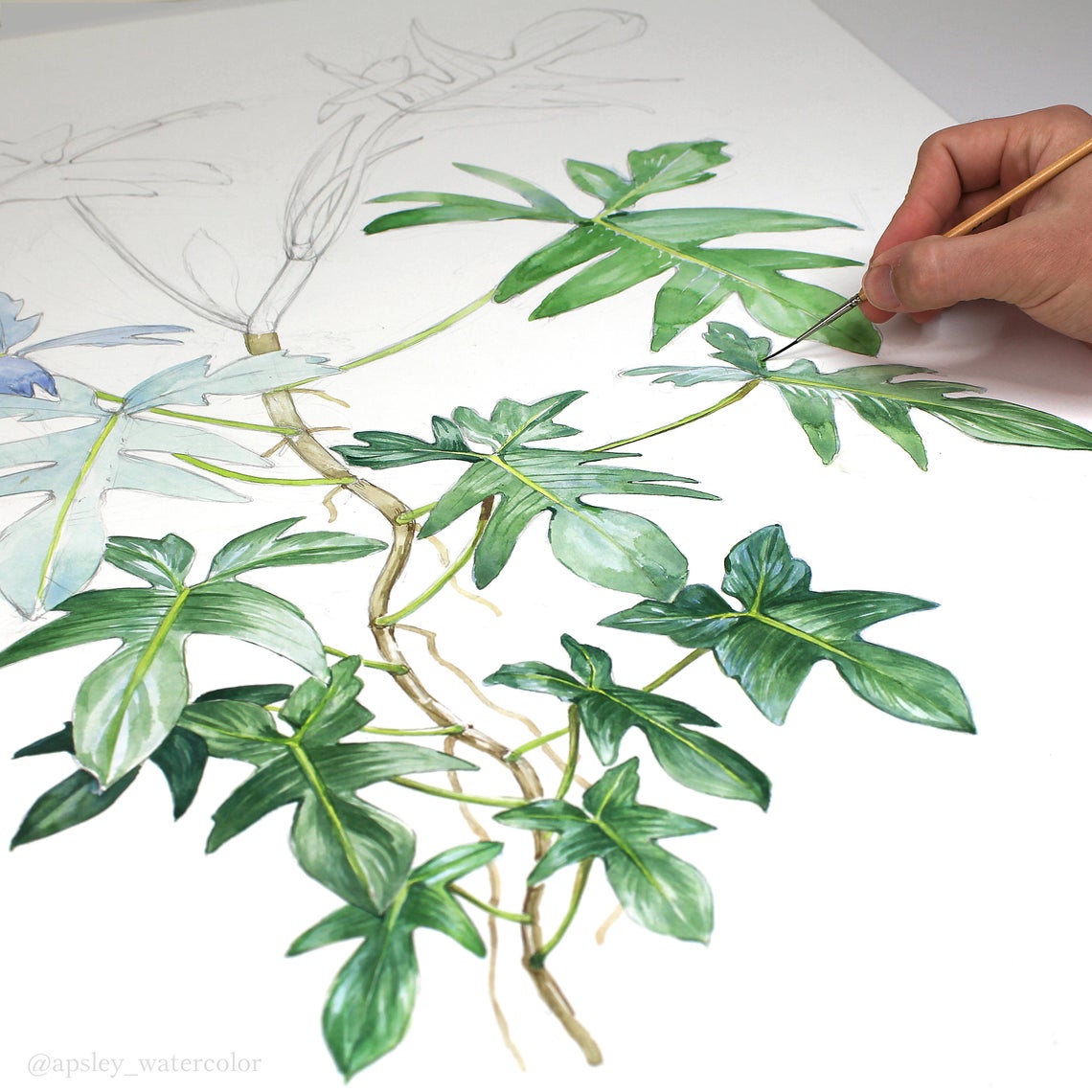 Philodendron pedatum Print