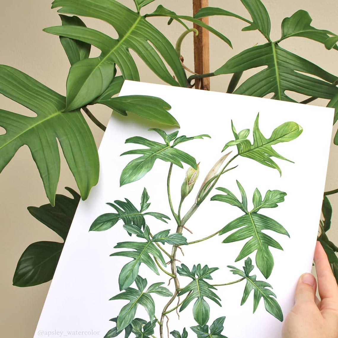 Philodendron pedatum Print